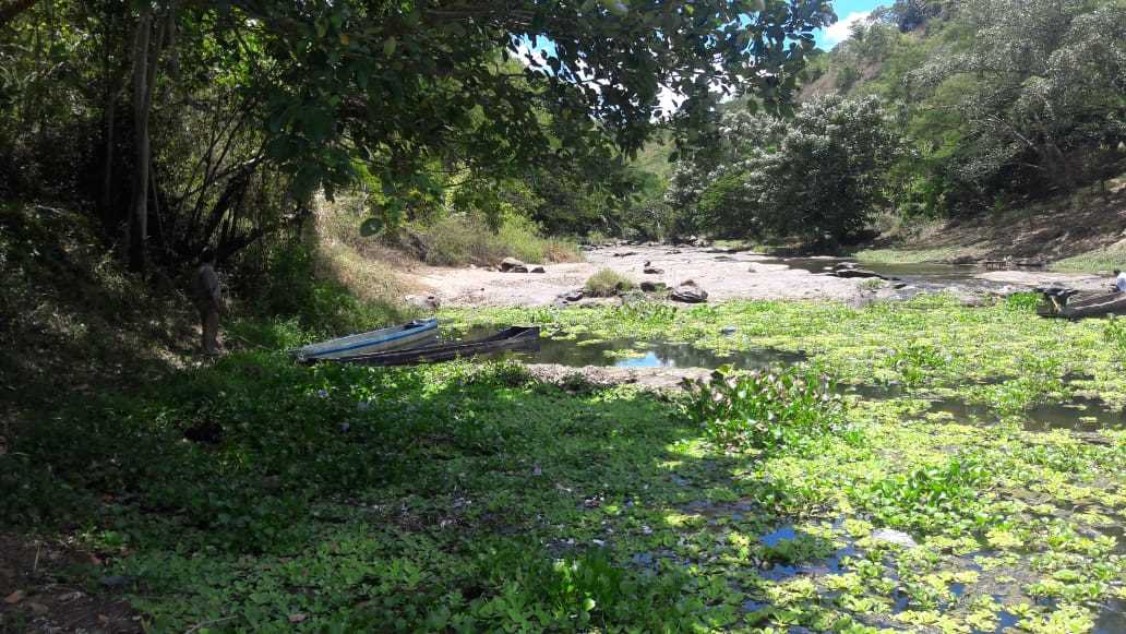 Mortandade de Peixes no Rio Pardo assusta moradores de Camacã e regiã